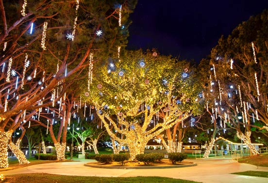 Large trees wrapped in holiday lighting
